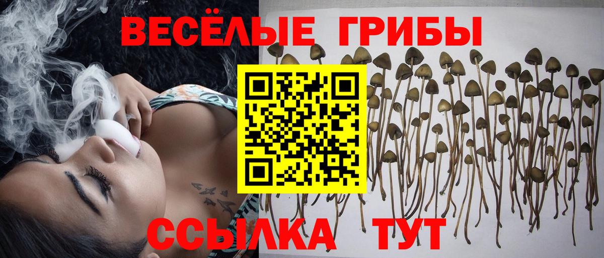 Псилоцибиновые грибы ЛСД  Галлюциногенные грибы Psilocybine cubensis  Вход с VPN  где купить   Курчалой 